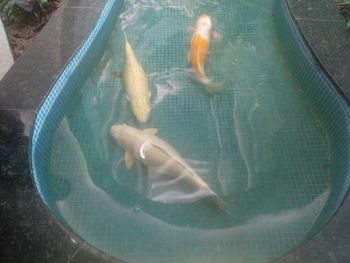 High angle view of fish swimming in sea