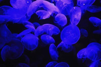 Close-up of jellyfish swimming in sea