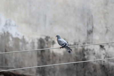 Bird perching on wall