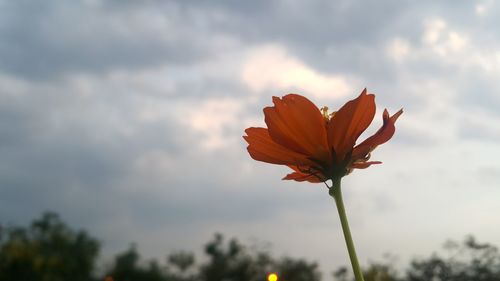 Close-up of cosmos flower blooming against sky