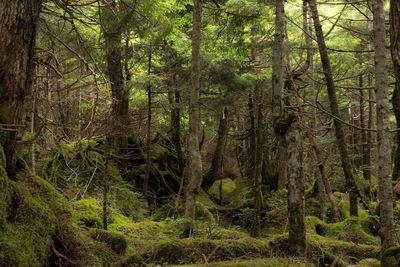 Trees in forest