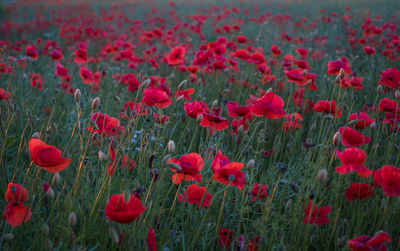 Red poppy flowers at sunset. symbol of sleep, peace and death. national flower of albania and poland
