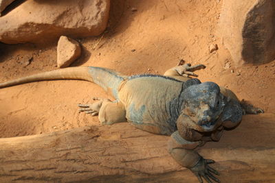 Leguan relaxing on rock