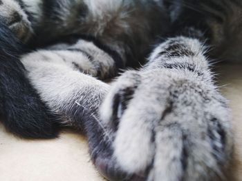 Close-up of cat sleeping