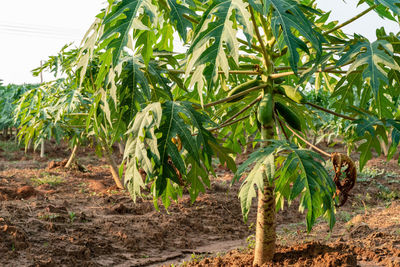 Crops growing on field