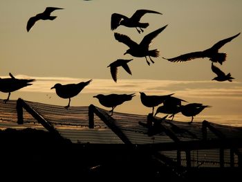 Silhouette birds flying over sea against sky during sunset