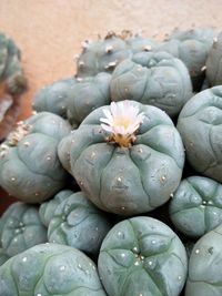 High angle view of cactus flowers