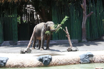 View of a horse in zoo