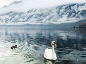 Swans swimming in lake