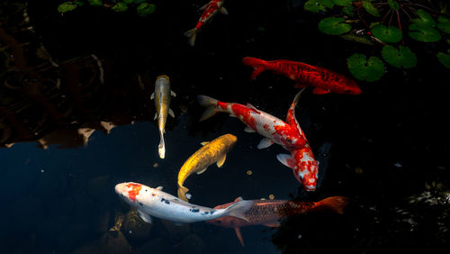 View of koi carps swimming in sea