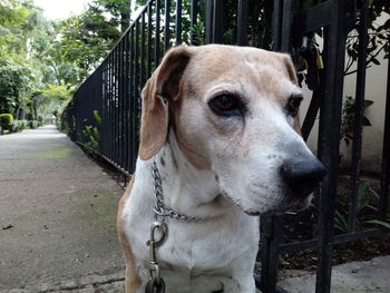 Close-up of dog outdoors