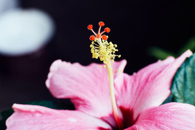 Close-up of pink flower blooming outdoors