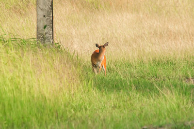 Deer standing on grassy field