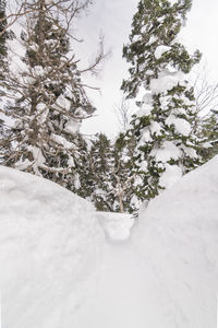 Snow covered pine trees