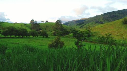 Scenic view of grassy field against sky