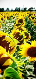 Close-up of sunflower blooming in field