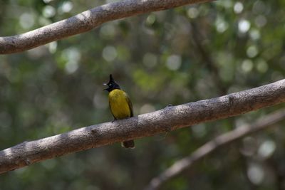 Close-up of bird perching on branch
