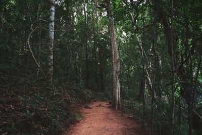 Footpath amidst trees in forest