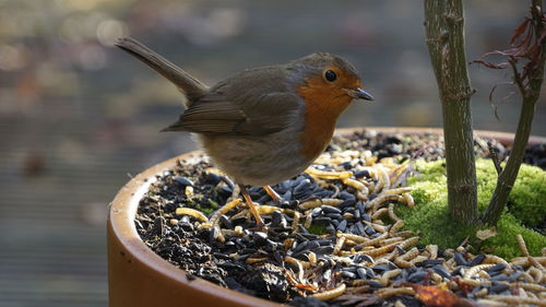 Close-up of bird perching on a plant