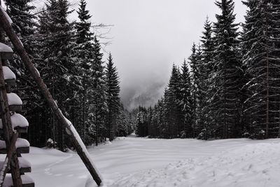 Trees in forest against sky during winter