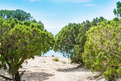 Trees growing on land against sky