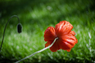 Close-up of red poppy flower