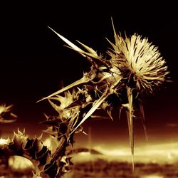 Close-up of plant against blurred background