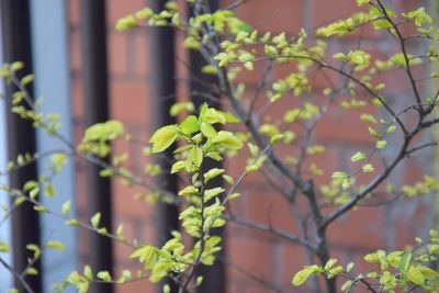 View of emerging leaves of plant