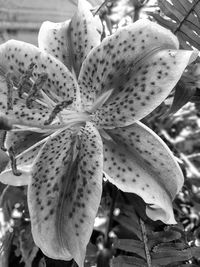 Close-up of white lilies