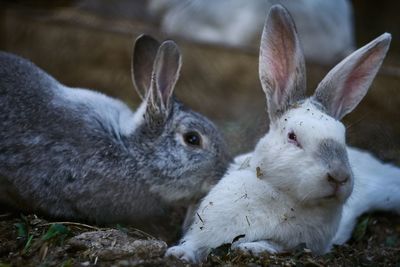 Close-up of rabbits at zoo