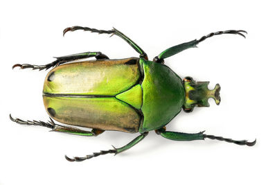 Close-up of insect against white background