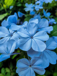 Close-up of blue hydrangea flowers