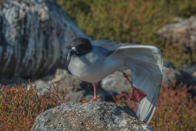 Close-up of bird perching on rock