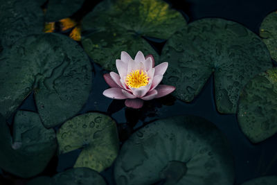 Beautiful water plants floating in the water like lotus in soft natural light.