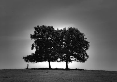 Trees on field