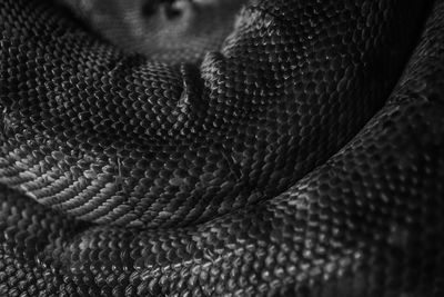 Detail shot of snake