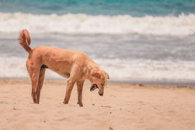 Full length of a dog on beach