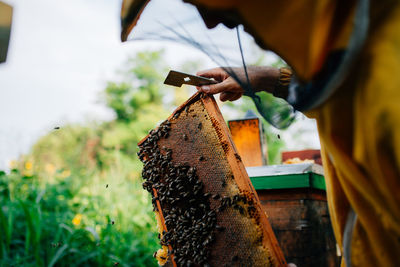 Beekeeper holding honeycomb