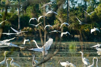 Birds flying over lake against trees