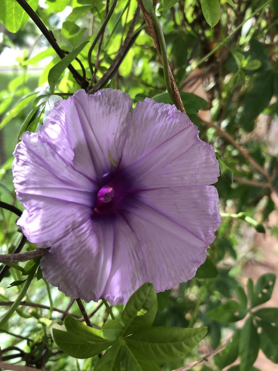 CLOSE-UP OF PURPLE FLOWERING PLANTS