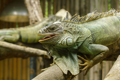 Close-up of a lizard