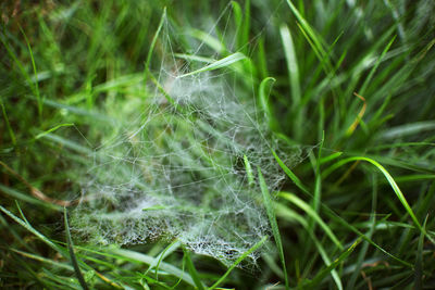 Close-up of spider web on plant