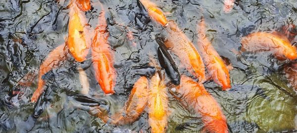 High angle view of koi carps swimming in lake