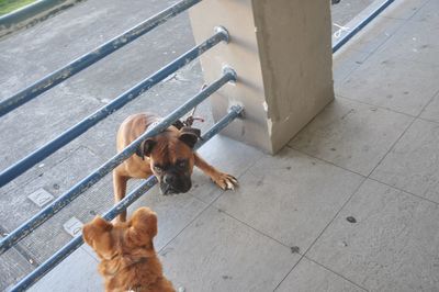 High angle view of dog