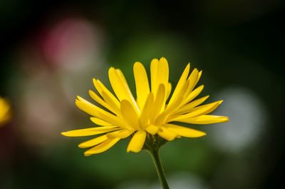 Calendula officinalis