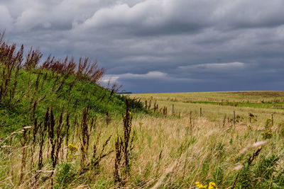 Scenic view of field against sky