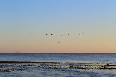 Flock of birds flying over sea