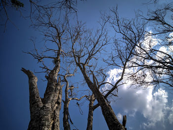 Low angle view of bare tree against sky