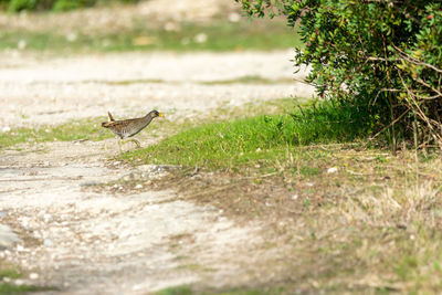 European or common rail, rallus aquaticus in the albufera, looking for small crustaceans to eat,