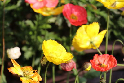 Close-up of yellow flowering plant